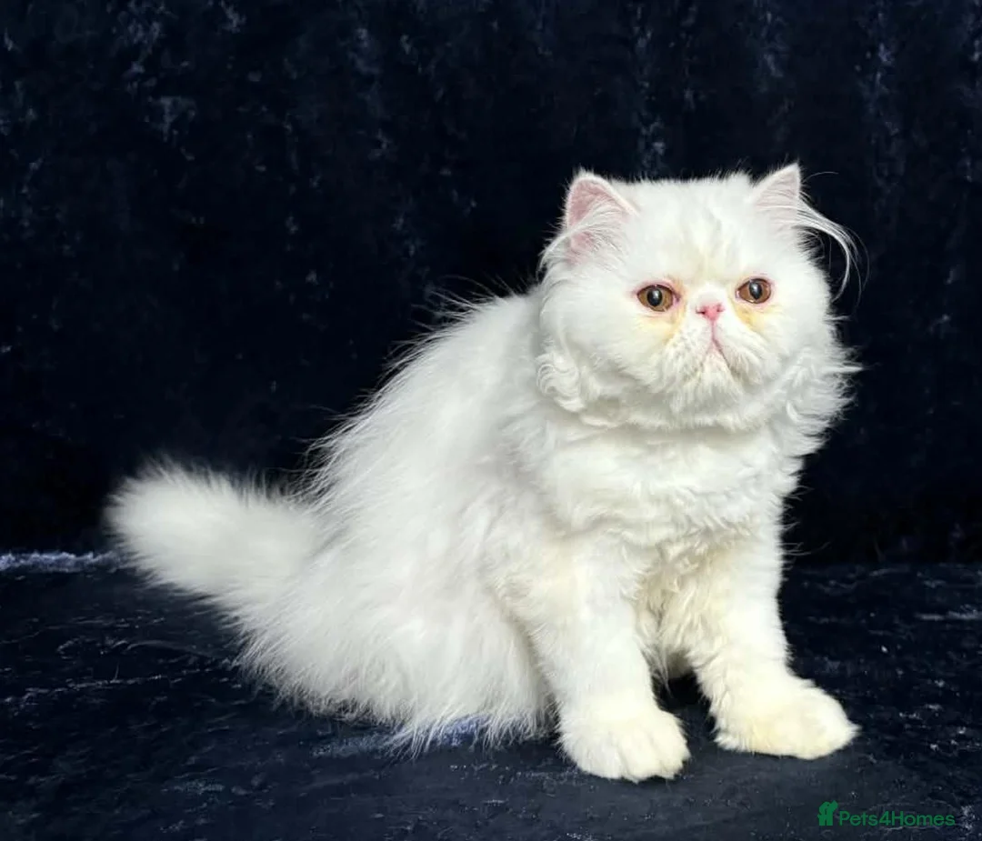 Persian cats for sale: Red and white persian kittens  - Advert 1