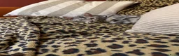 Bengal cats for sale: Beautiful Bengal girl looking for forever home - Advert 7