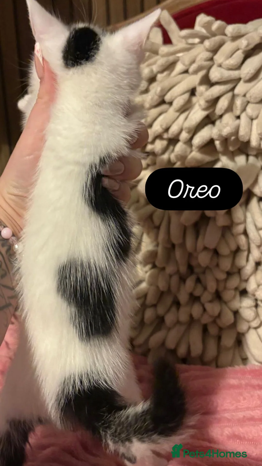 Scottish Fold cats for sale: 3 Beautiful ScottishFold TabbiesStripesSpotsFolded - Advert 6