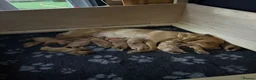 Labrador Retriever dogs for sale: KC Registered Fox Red Labrador Puppies in Honiton - Advert 2