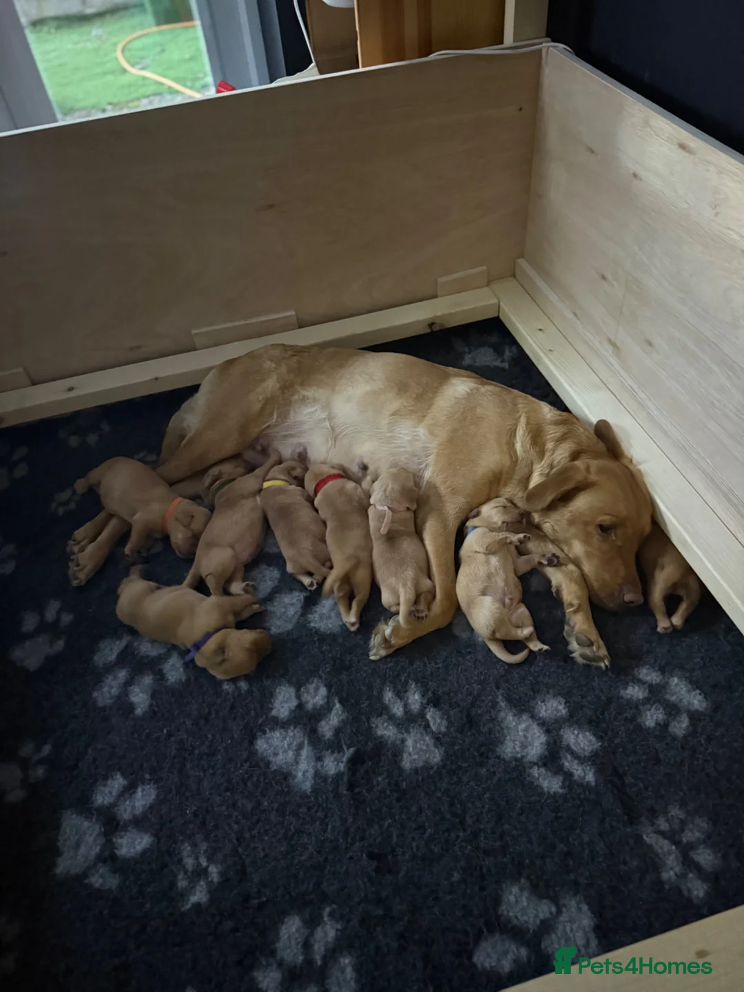 Labrador Retriever dogs for sale: KC Registered Fox Red Labrador Puppies in Honiton - Advert 2