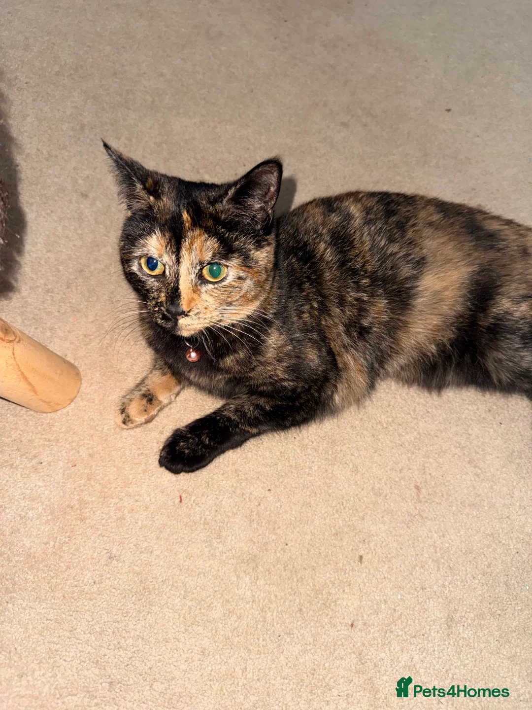 British Shorthair cats for sale: Female Tortie - Advert 2