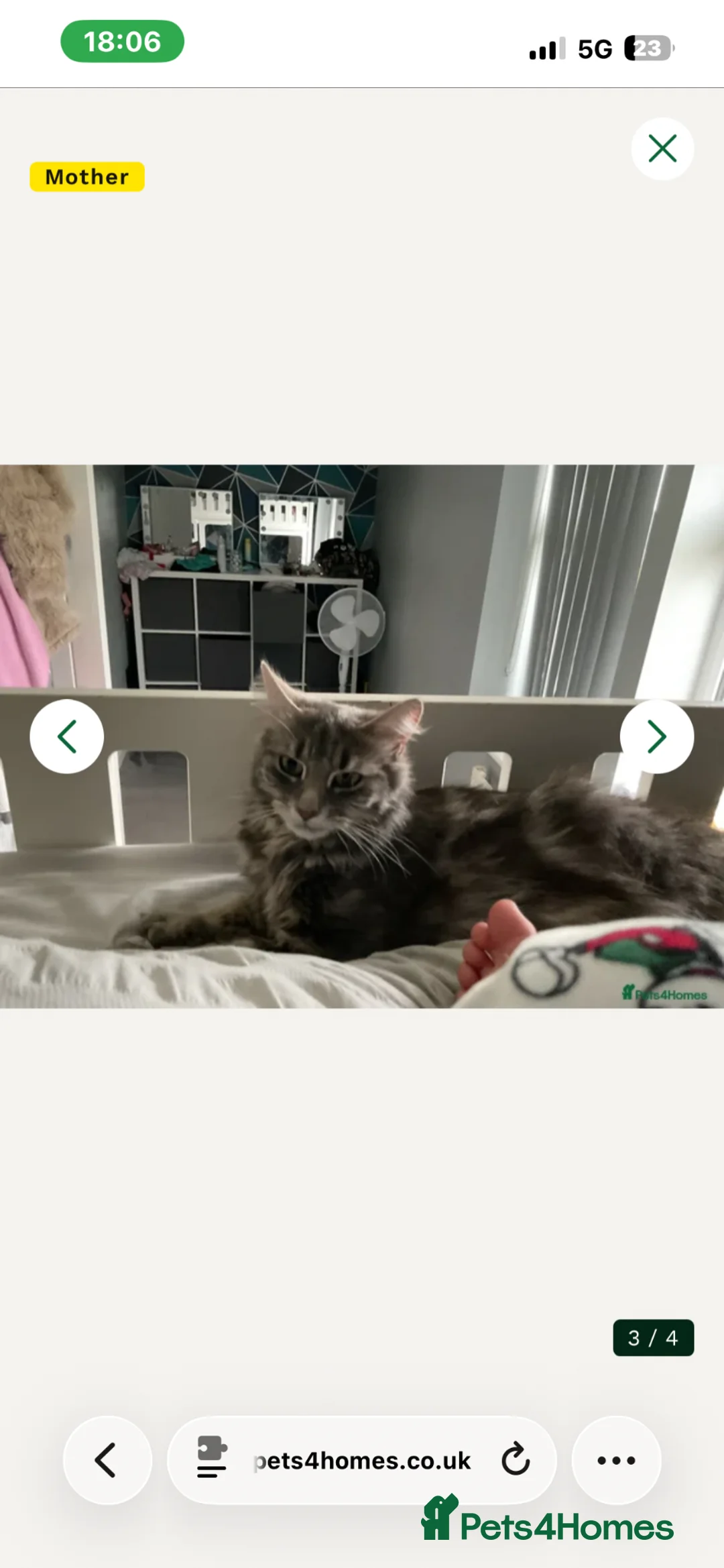 Maine Coon cats for sale: 3/4 main coon - Advert 1