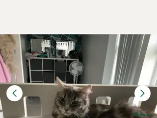 Maine Coon cats 3/4 main coon - Advert 4