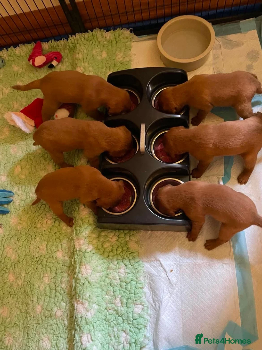 Labrador Retriever dogs for sale: Stunning KC Registered Fox Red Labrador Puppies - Advert 8