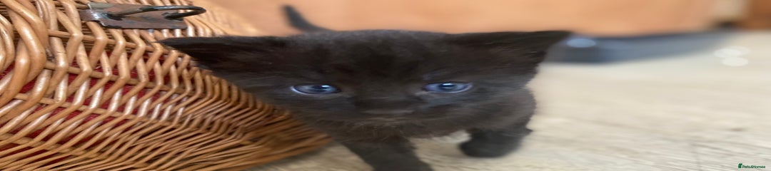 Siki