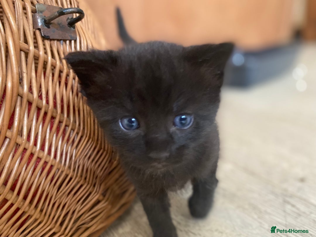 Mixed Breed cats for sale: Four beautiful little kittens - Image 17