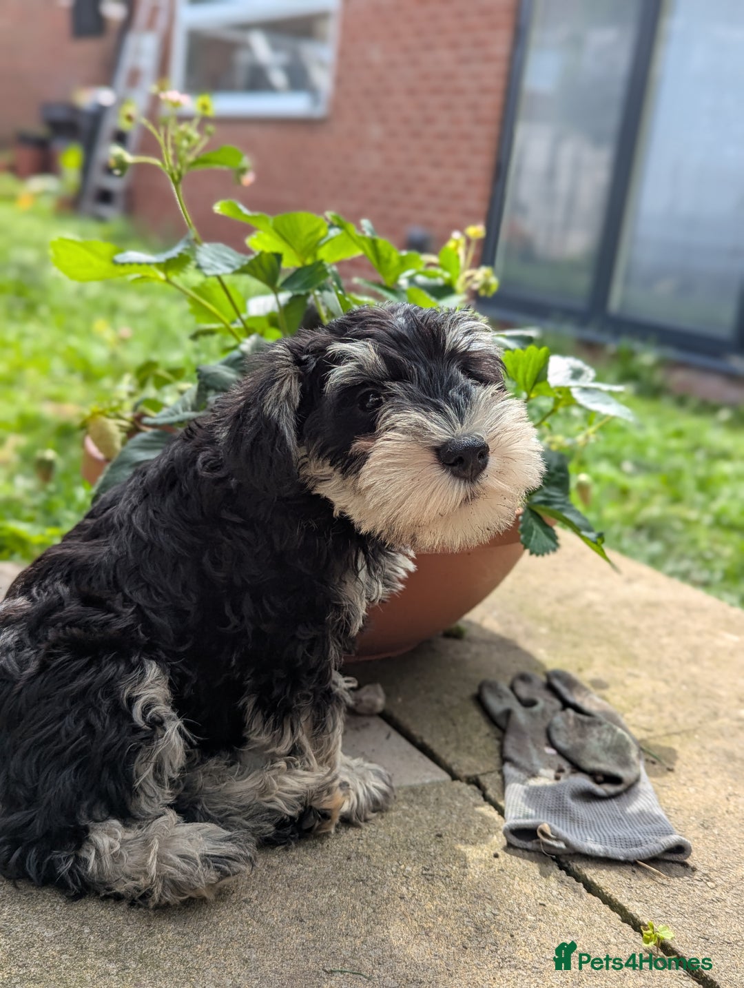 Miniature Schnauzer dogs for sale: Kc mini schnauzer pups for sale  - Image 13