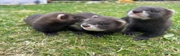 Ferret rodents for sale: Ferret kits  - Advert 4
