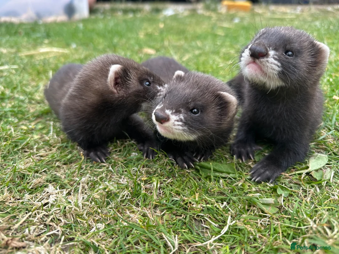 Ferret rodents for sale: Ferret kits  - Advert 4