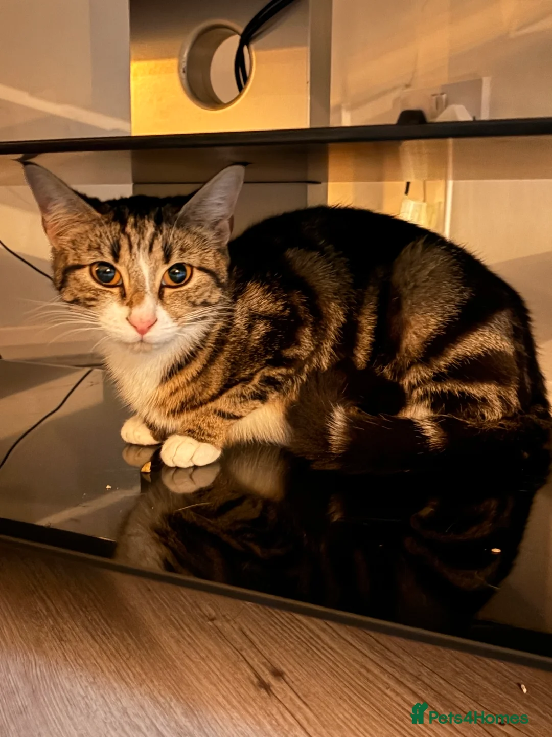 British Shorthair cats for sale: Rescue tabby cat in London - Advert 2