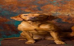 Labrador Retriever dogs for sale: Fox Red Labrador Retriever–Expected September 2025 - Image 7