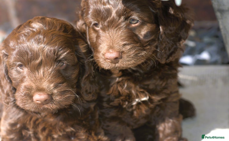 Cockapoo dogs - Advert 14