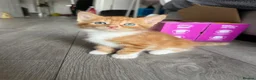 Maine Coon cats for sale: Maine coon mixed kittens  - Advert 7