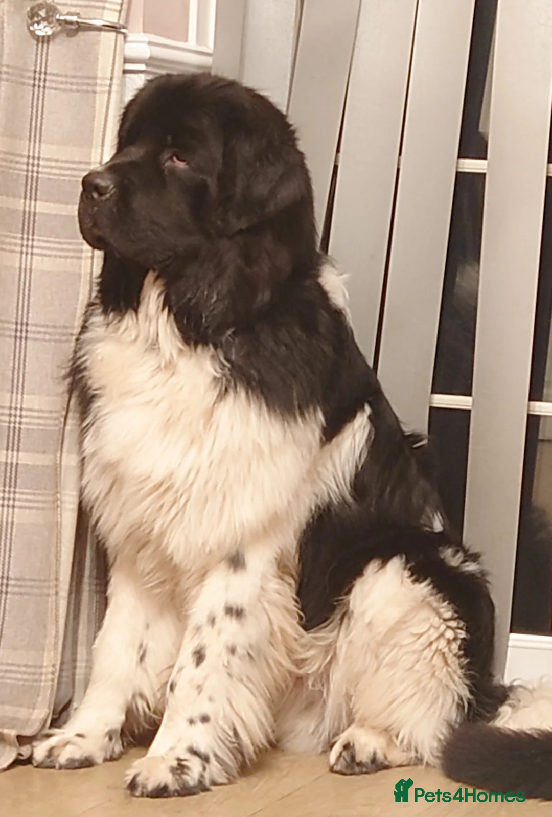 Newfoundland dogs for stud: KC registered health tested Landseer Newfoundland  in Ilkeston - Advert 15