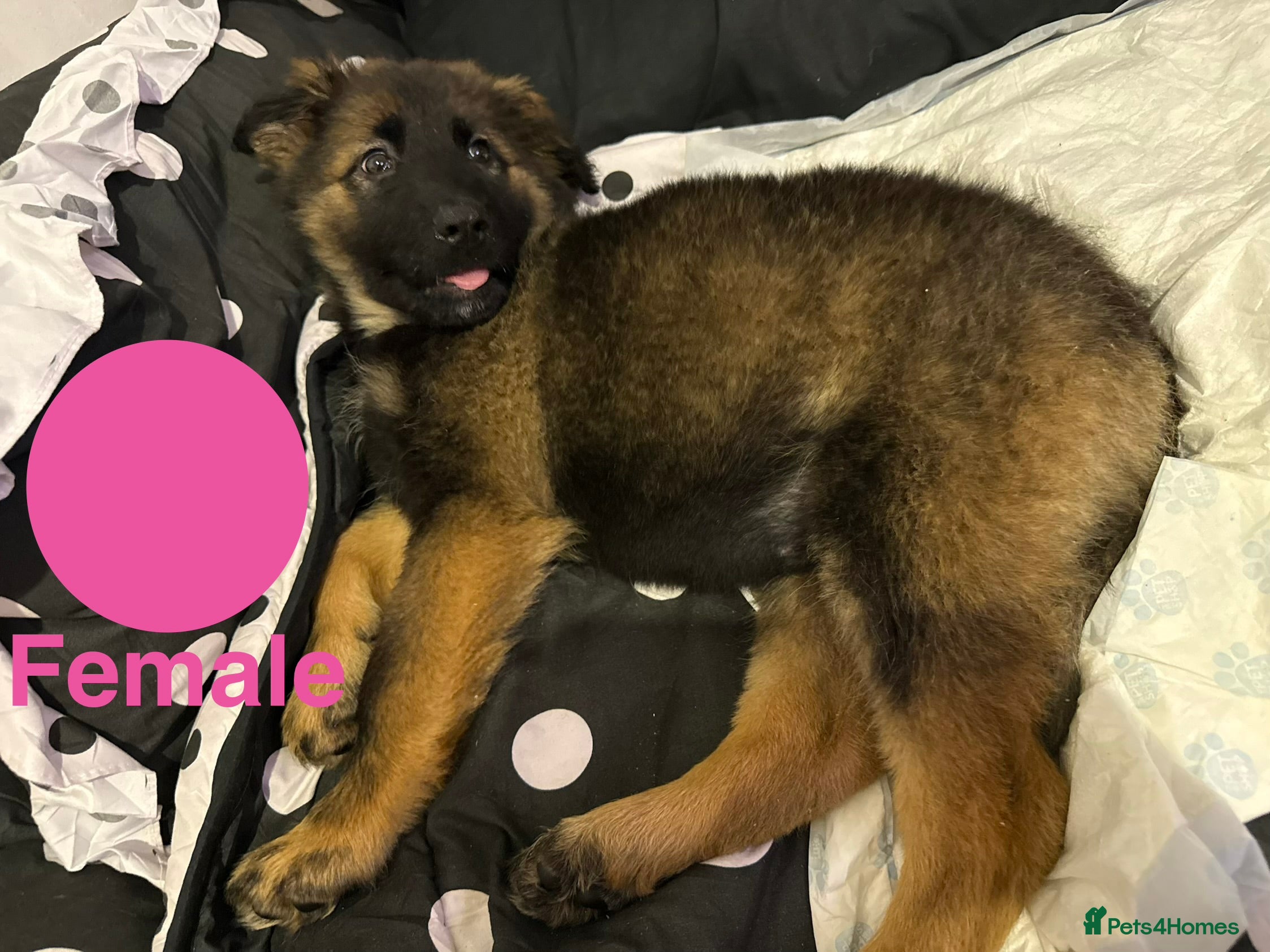 Caucasian Shepherd Dog dogs for sale: Caucasian shepherd puppies  - Advert 2