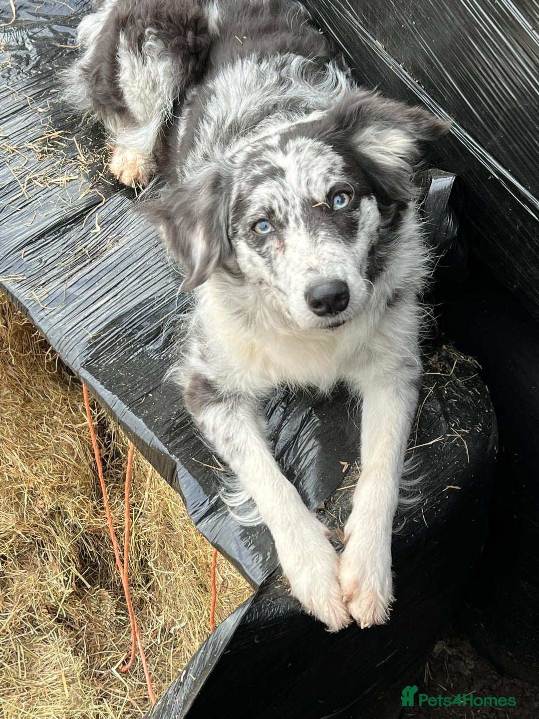 Bordoodle dogs for sale: F1 & F1b Bordoodle pups expected - Advert 3