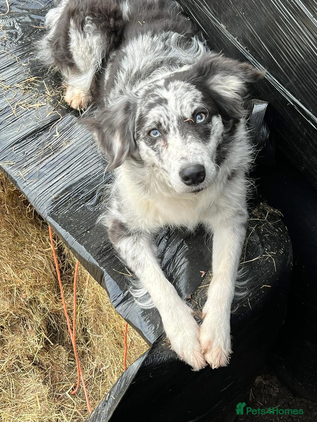 Bordoodle dogs for sale: F1 & F1b Bordoodle pups expected - Advert 3