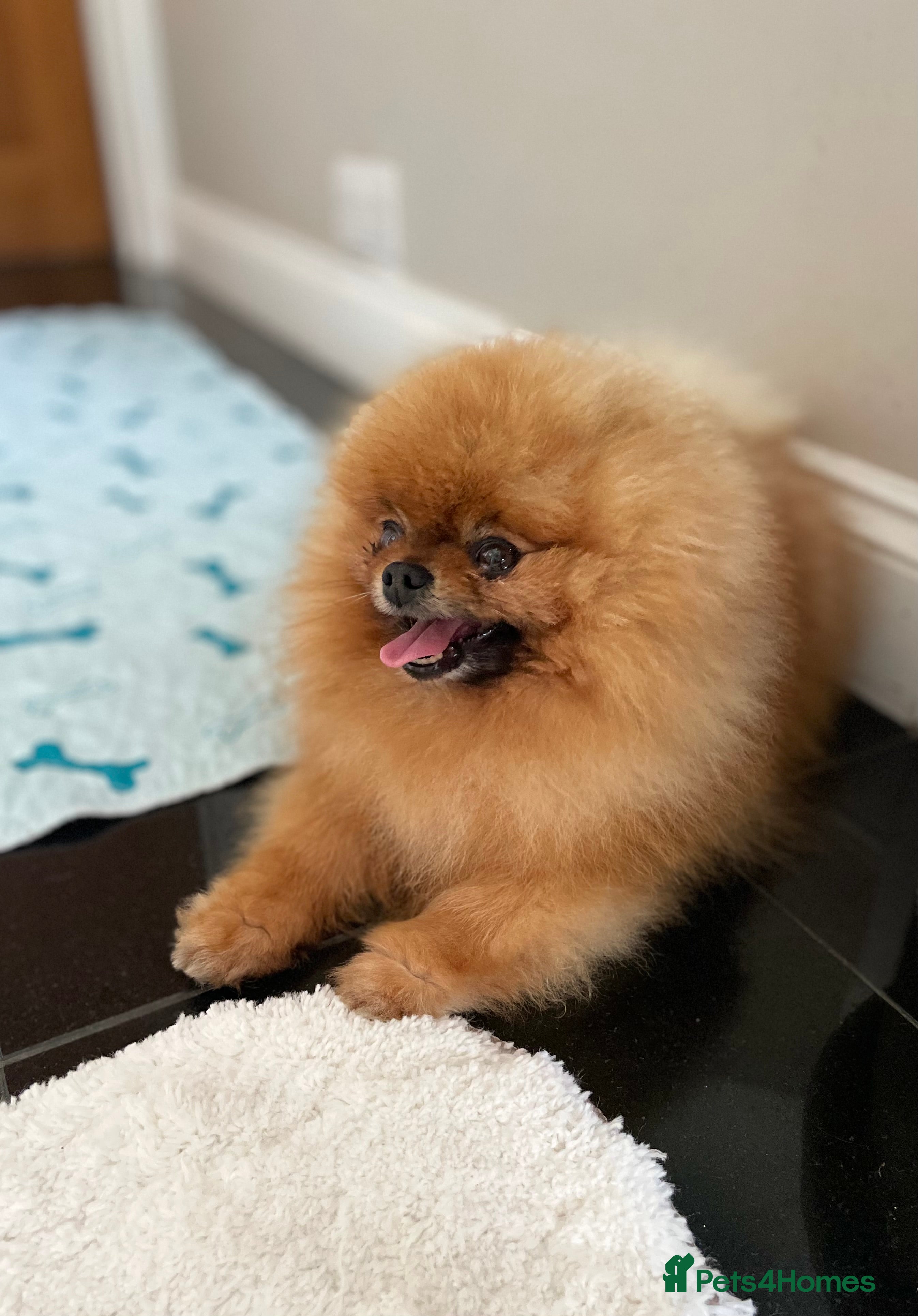 Pomeranian dogs KC Orange russian import stud Rio 🇷🇺🍊🧡🔥🐻🐾 in Guildford - Advert 3