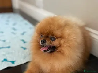 Pomeranian dogs KC Orange russian import stud Rio 🇷🇺🍊🧡🔥🐻🐾 in Guildford - Advert 7