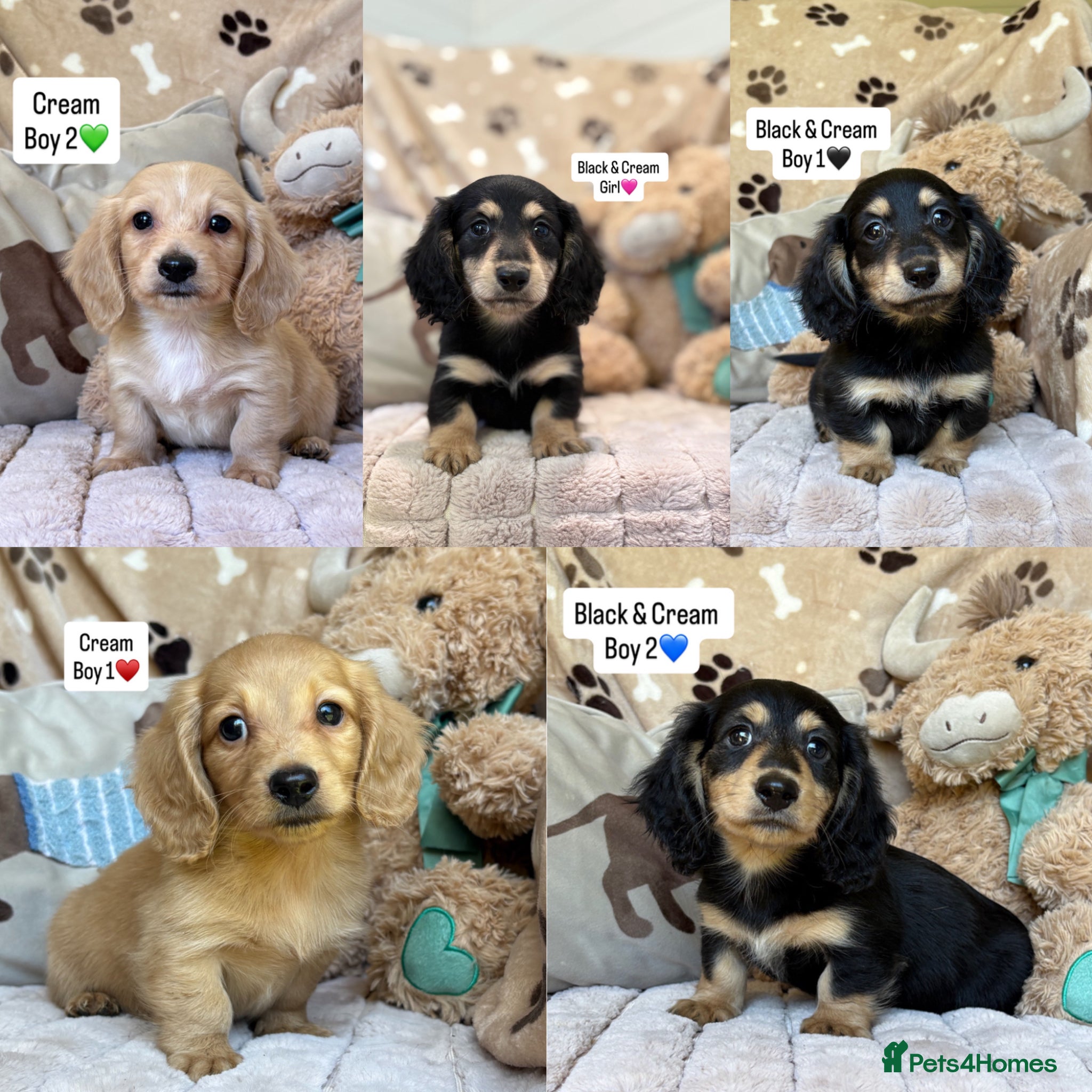 Miniature Dachshund dogs KC MINIATURE LONG HAIRED DACHSHUNDS💛 - Advert 1