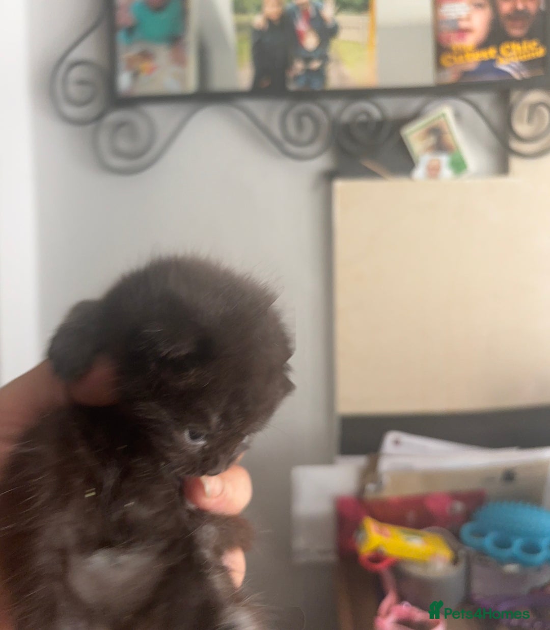 British Shorthair cats for sale: British Shorthair kittens chocolate/grey - Image 18