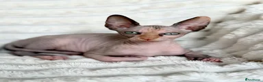 Sphynx 4