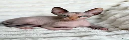 Sphynx cats for sale: Canadian Sphynx Kittens  - Advert 33