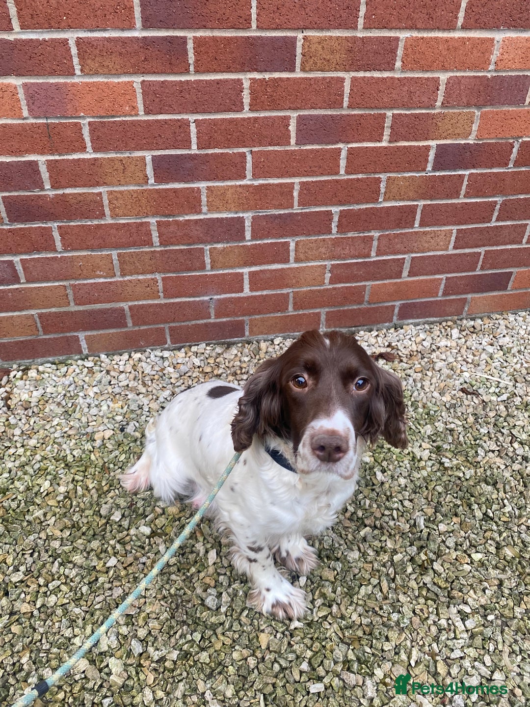 English Springer Spaniel dogs for sale: English springer spaniel pups  - Advert 14
