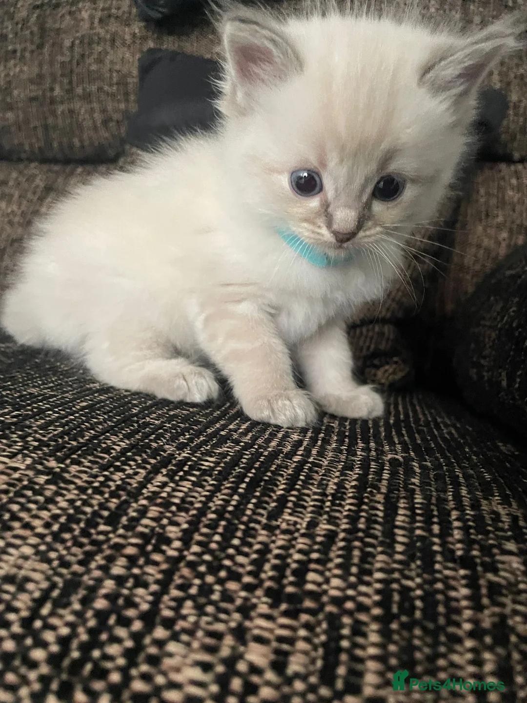 Ragdoll cats for stud: 100% proven boy for stud in Wakefield - Advert 25