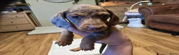 Miniature Dachshund dogs for sale: Miniature Dachshunds - Advert 4