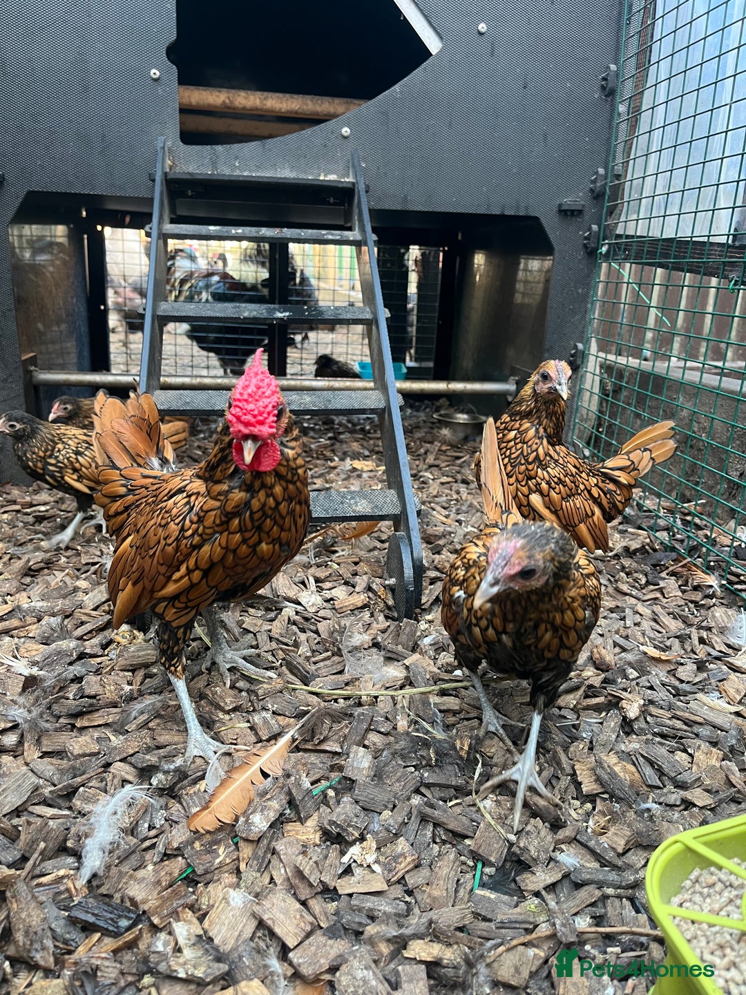 Chickens poultry for sale: Breeding trio of gold seabrights and chicks  - Image 3