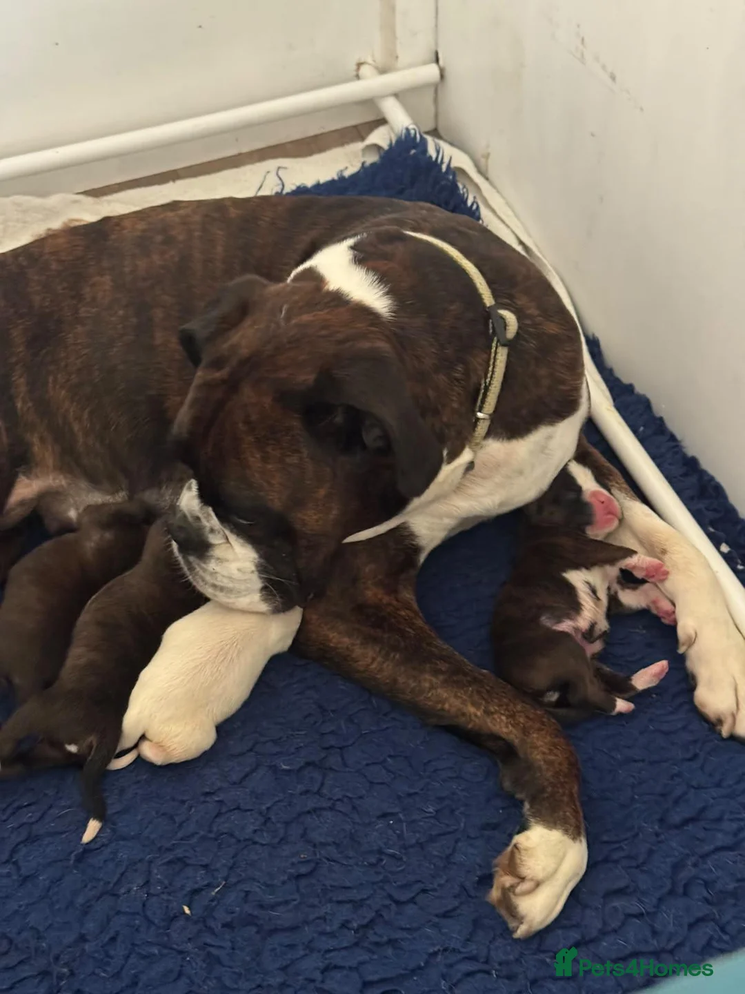 Boxer dogs for sale: Beautiful KC registered boxer puppies in Okehampton - Advert 1
