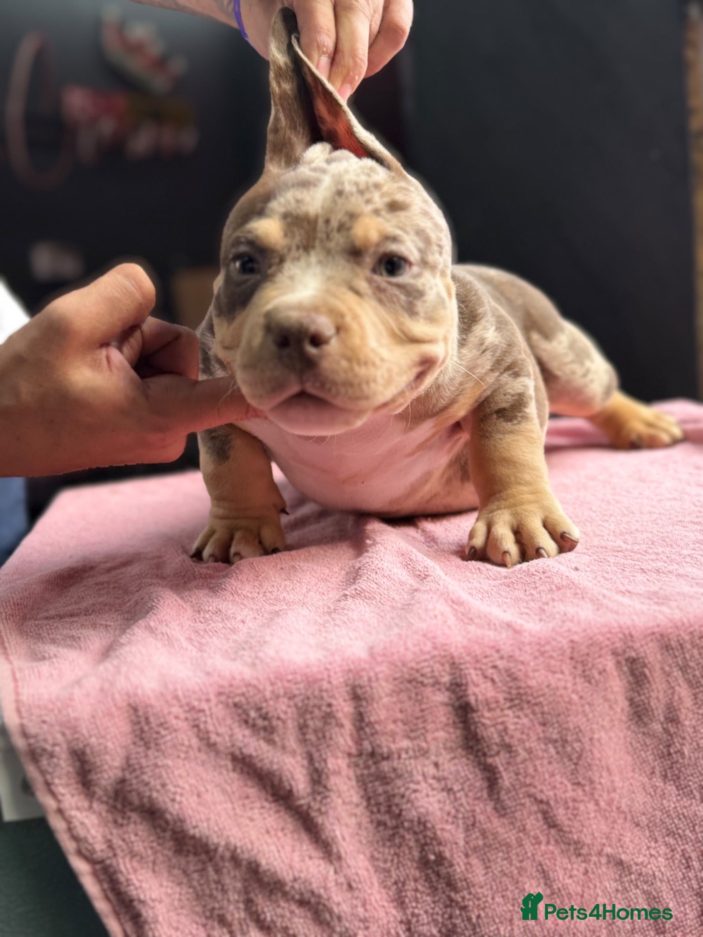 American Bully dogs Pocket Bully's - Advert 2
