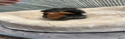 Guinea Pig rodents for sale: Guinea Pigs - Advert 1