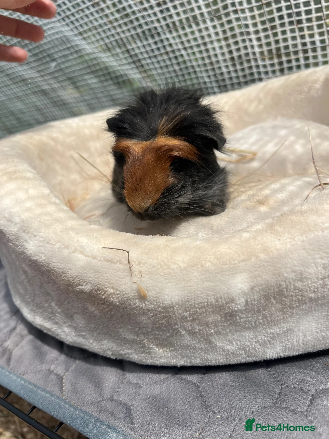 Guinea Pig rodents for sale: Guinea Pigs - Advert 1
