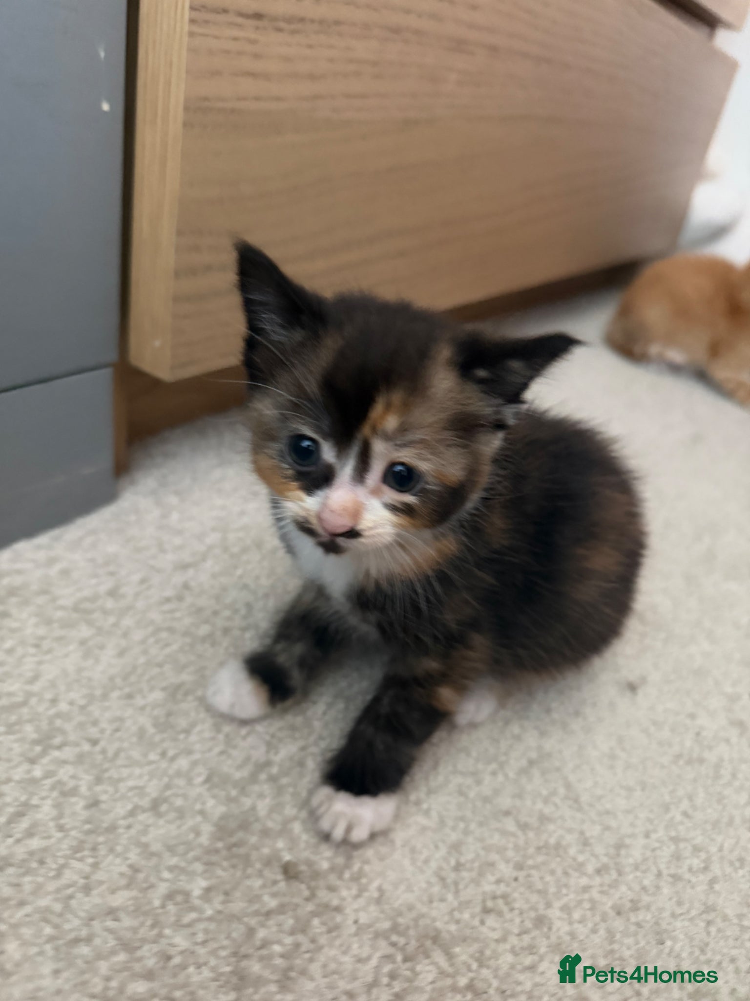 British Shorthair Kitten 3