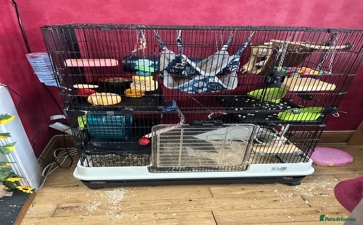 Rat rodents Free to good home - Advert 1