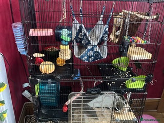 Rat rodents for sale: Free to good home - Advert 1