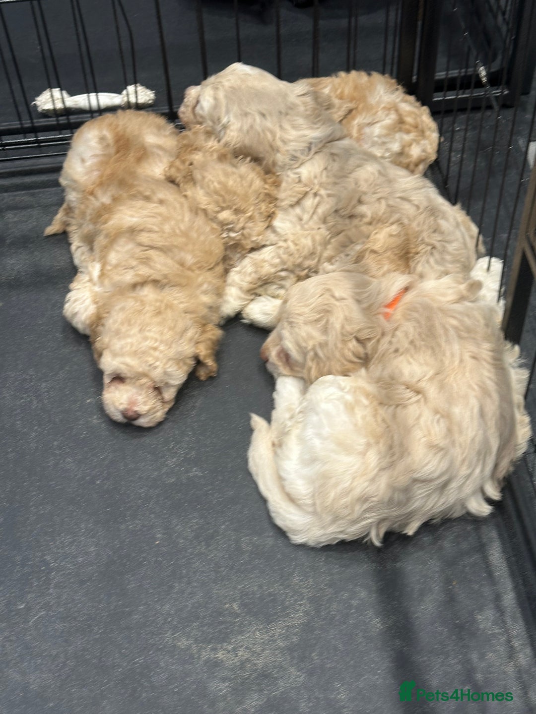 Cockapoo dogs for sale: Cockapoo puppies  - Image 4