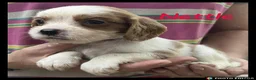 Cockalier dogs for sale: Beautiful Cockaliers - Advert 14