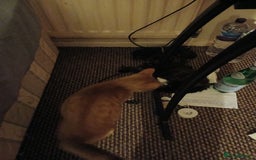 Mixed Breed cats for sale: 2 female kittens - Advert 5