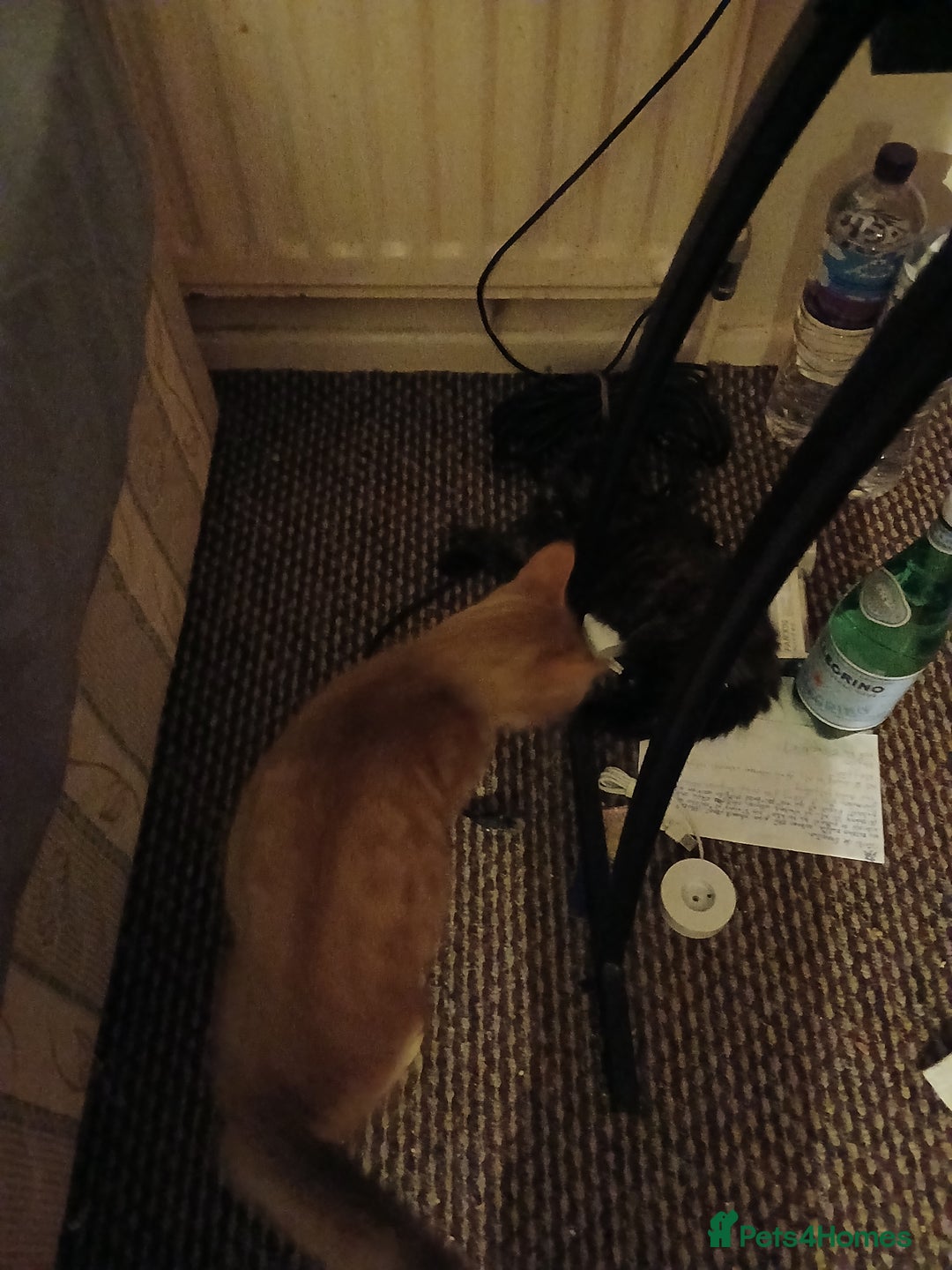 Mixed Breed cats for sale: 2 female kittens - Advert 5