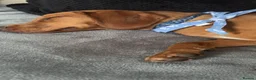 Springador dogs for sale: lovely 2 year old springador male - Advert 4