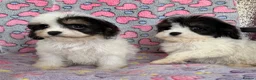 Cavapoo dogs for sale: Cavapoo puppies 🐶 ready now  - Advert 19