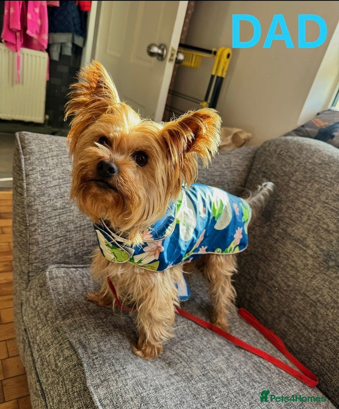 Yorkshire Terrier dogs for sale: Beautiful Yorkshire Terrier Puppies - Advert 6