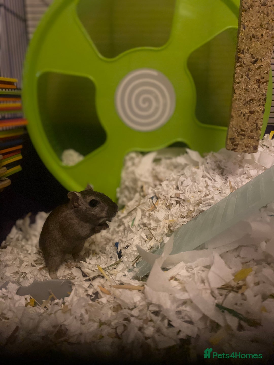 Gerbil rodents for sale: 2 male gerbils for sale (Milo&mickey) - Advert 6