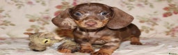 Dachshund dogs for sale: 🌿 Ultimate Miniature Dachshunds 🌿 - Advert 11