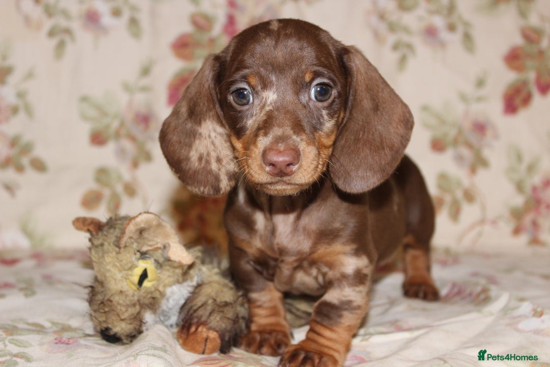 Dachshund dogs for sale: 🌿 Ultimate Miniature Dachshunds 🌿 - Advert 11