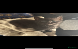 Maine Coon cats for sale: Beautiful Maine Coon Cross Kittens - Image 2
